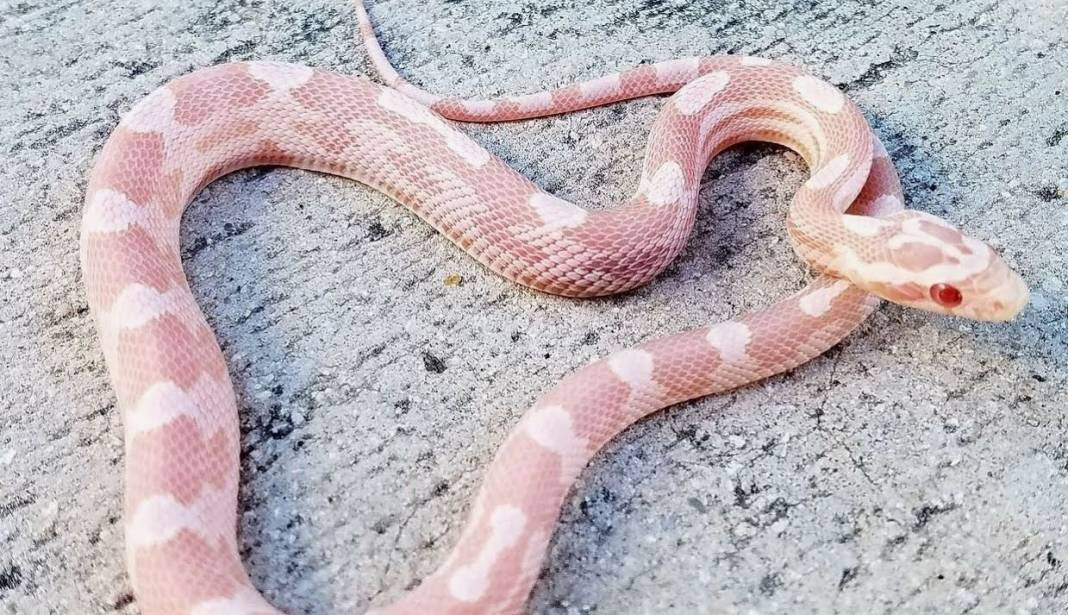 Yılanları mıknatıs gibi çeken 4 nokta belli oldu! Evinde olanlar dikkat - Resim: 31